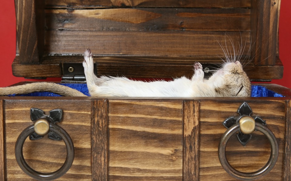 Dead rat in a box