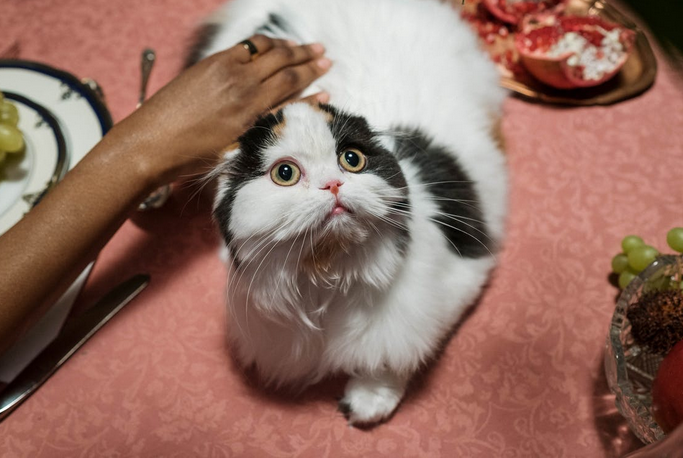 cat