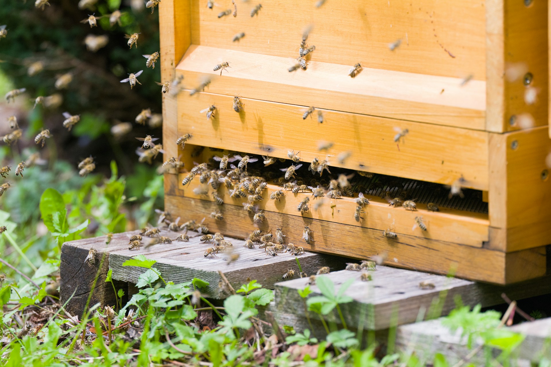 bees
